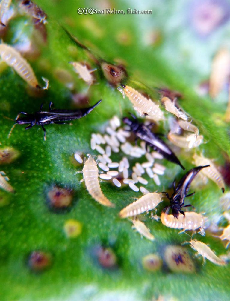 Thrips