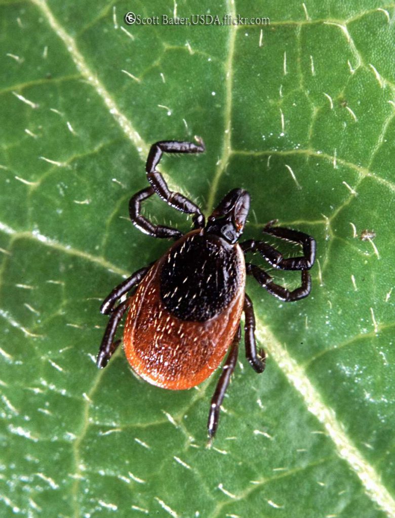 Ticks