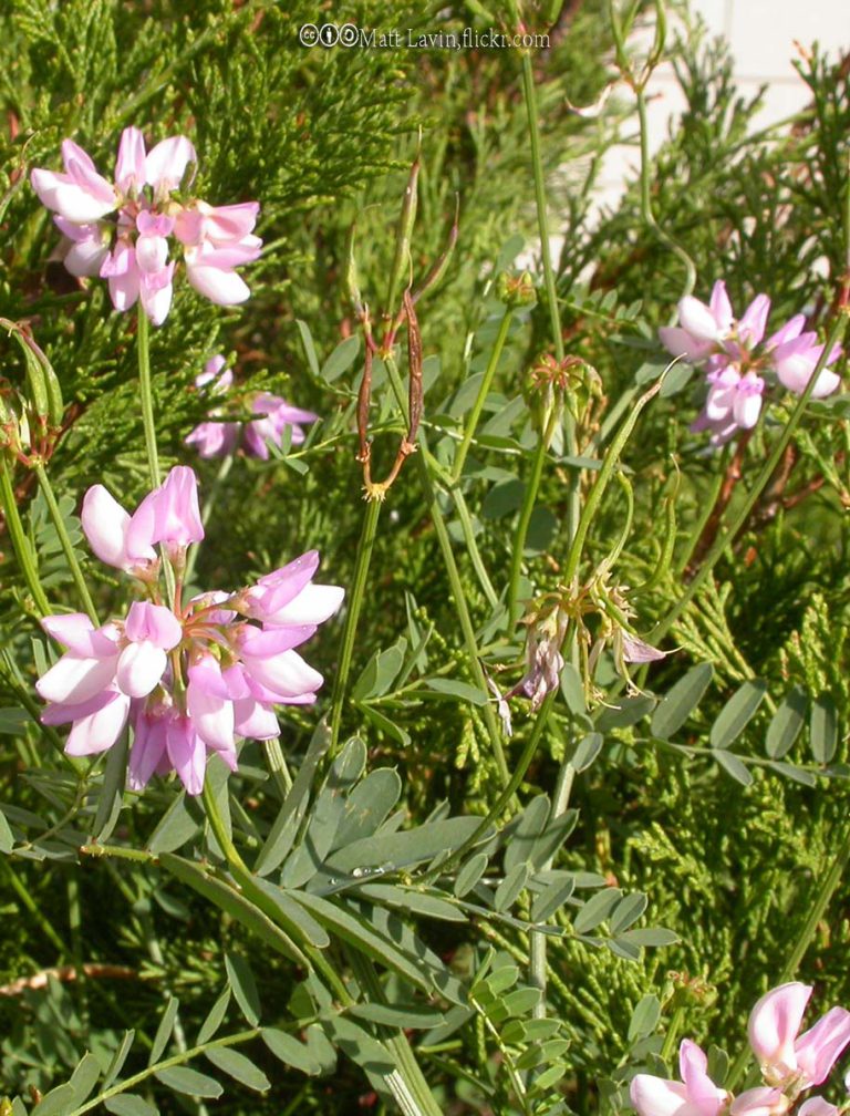 Trailing Crownvetch