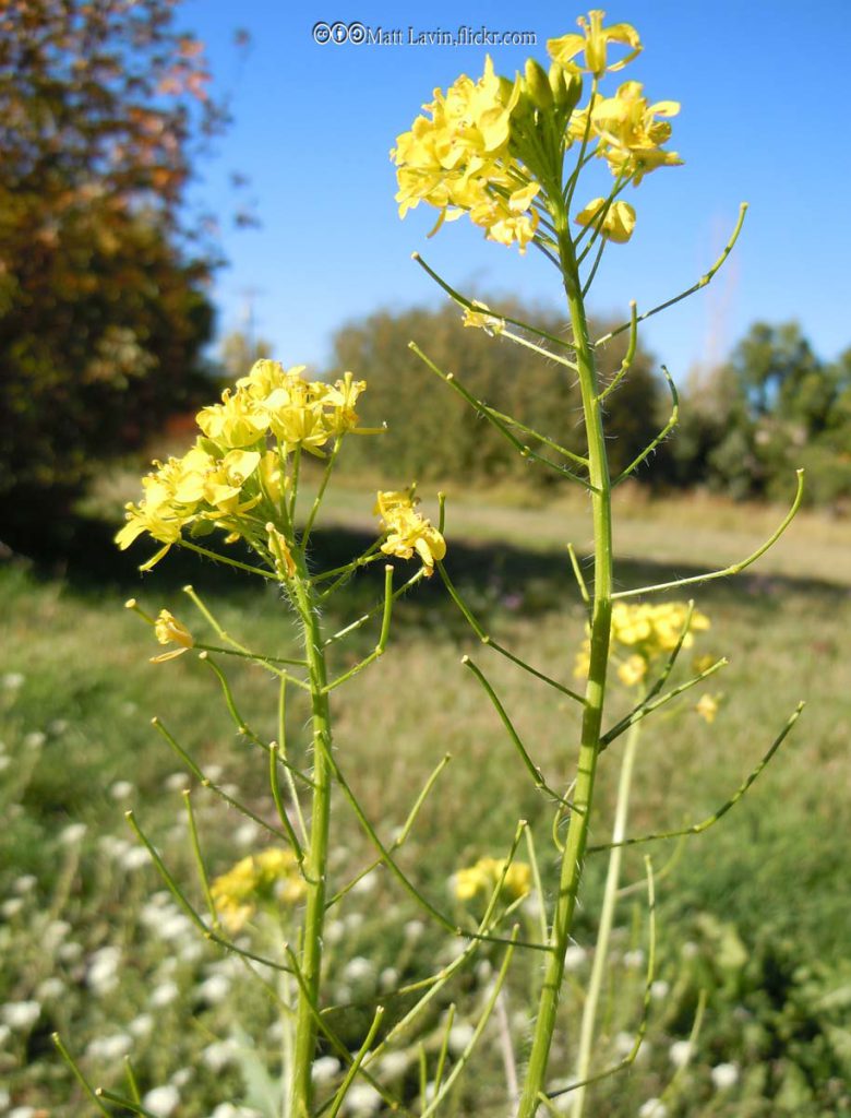 Mustard, Tumble