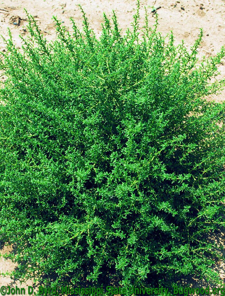 Pigweed, Tumble