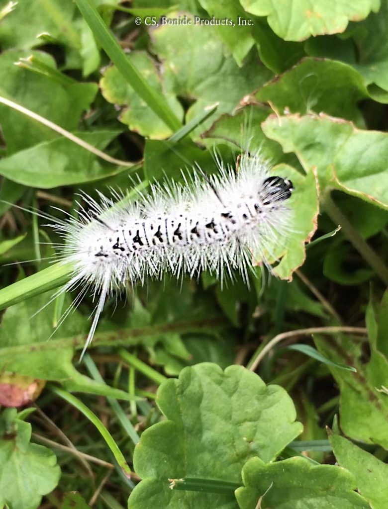 Tussock Moths