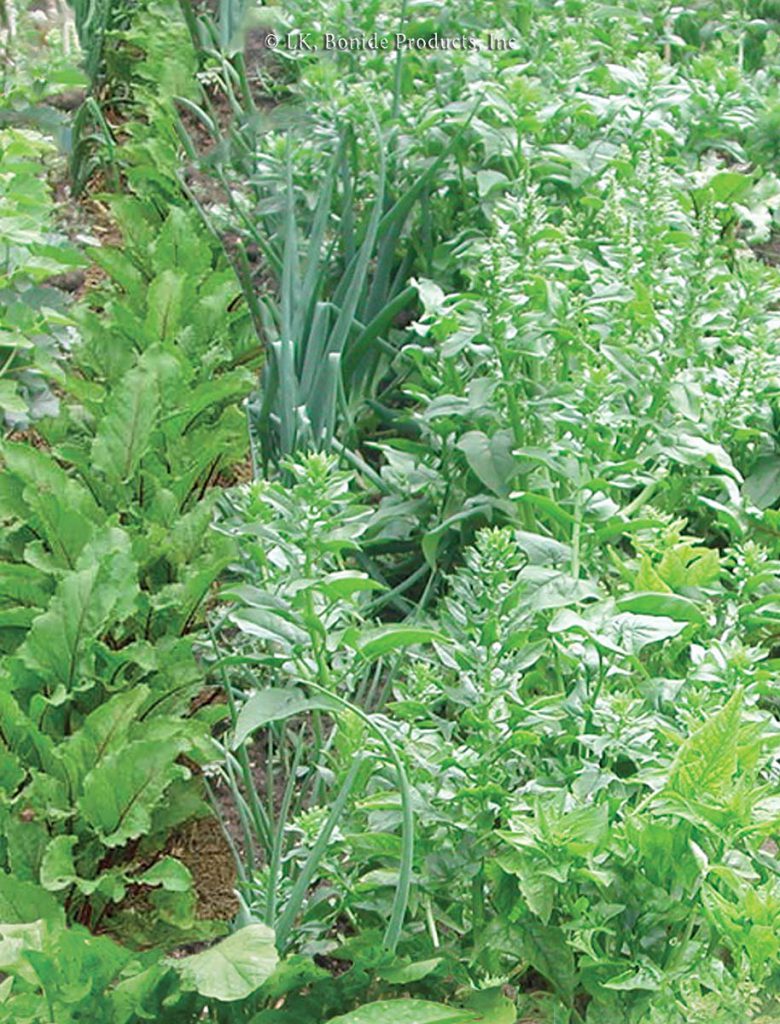 Vegetable Gardens