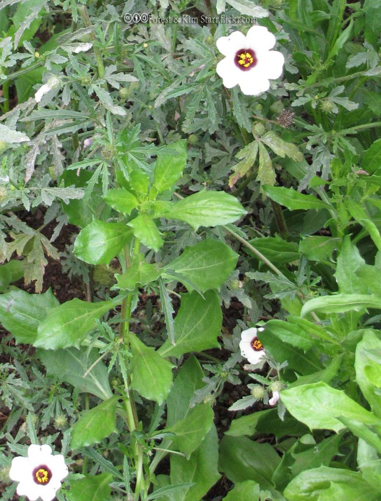 Mallow, Venice