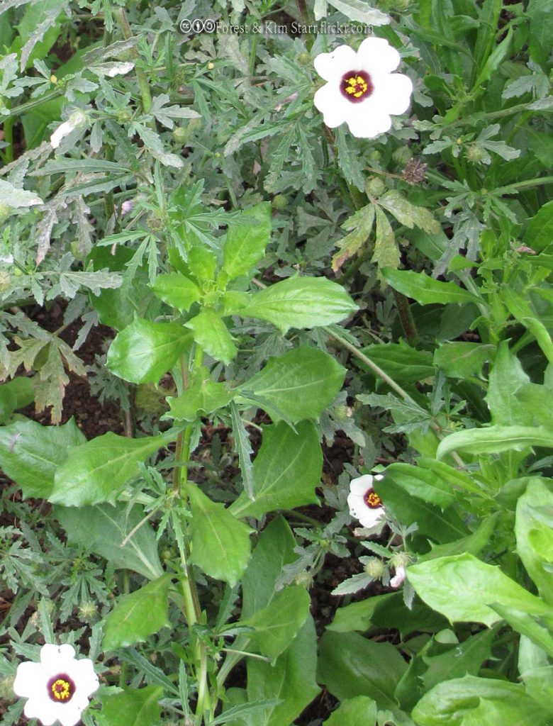 Mallow, Venice