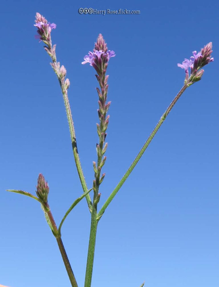 Vervain