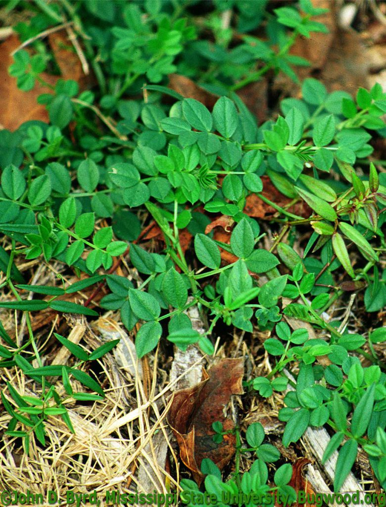 Vetch
