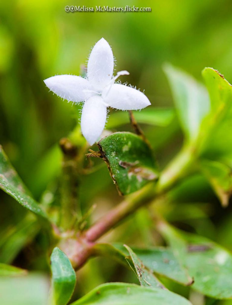 Virginia Buttonweed