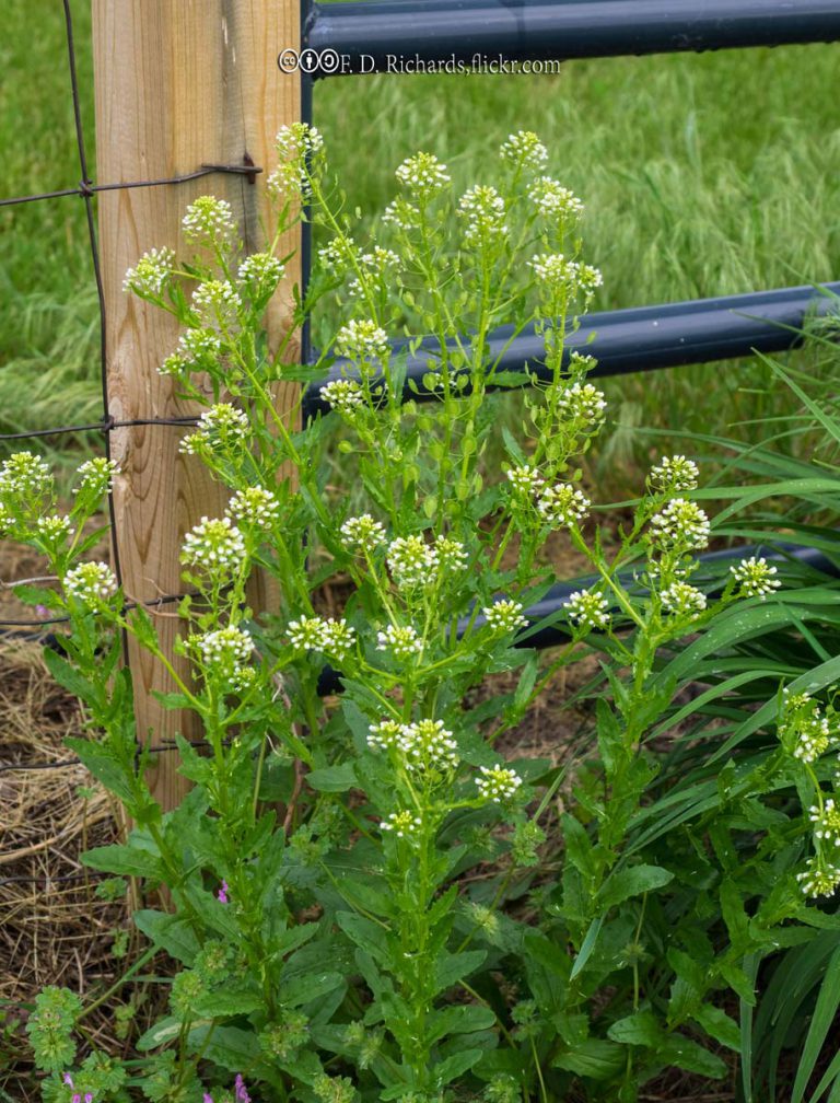 Pepperweed, Virginia