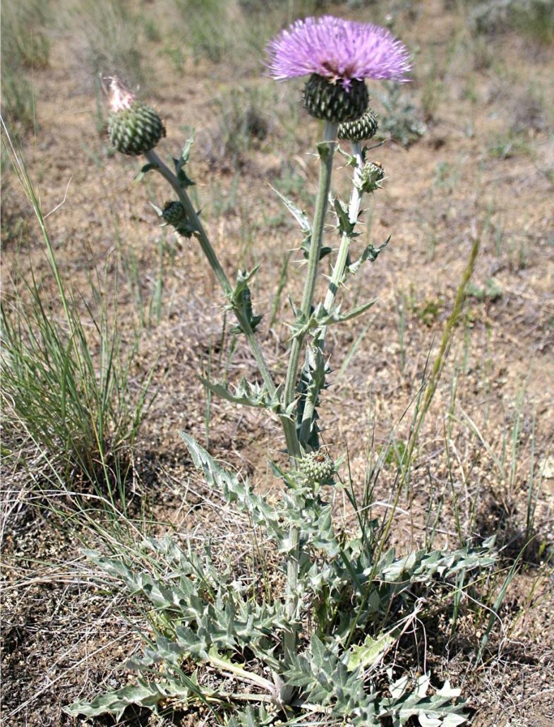 Thistle, Wavyleaf Bull