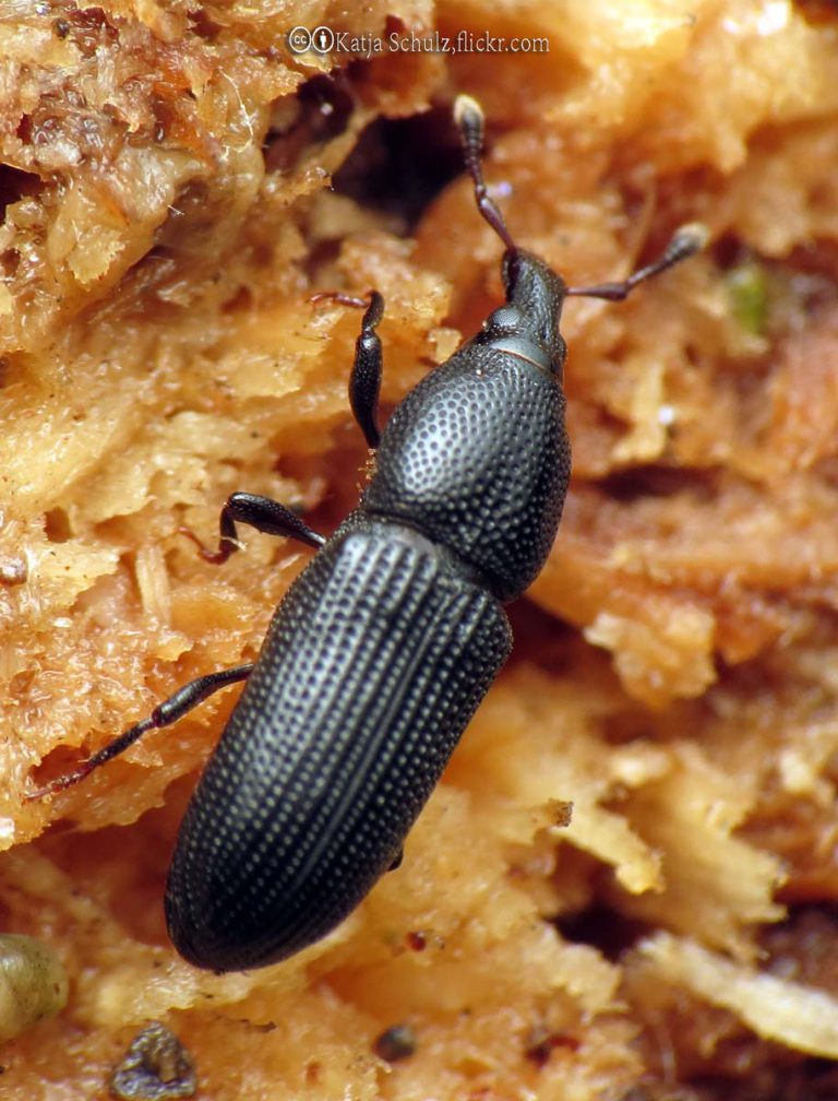 Weevils