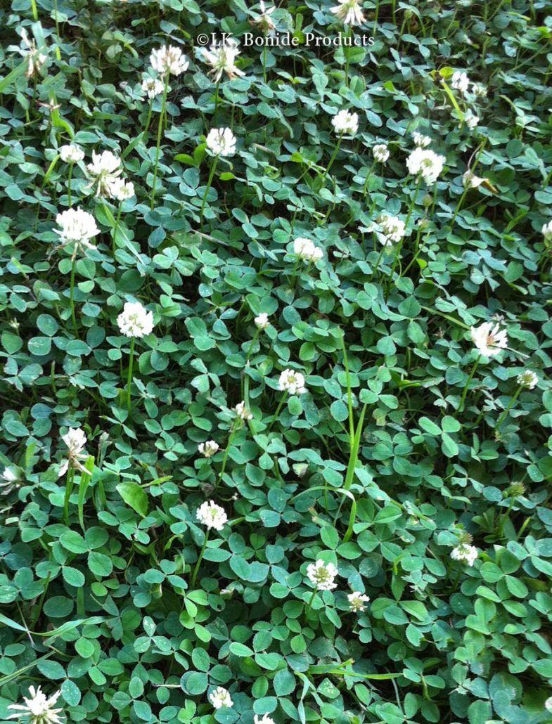 Clover, White
