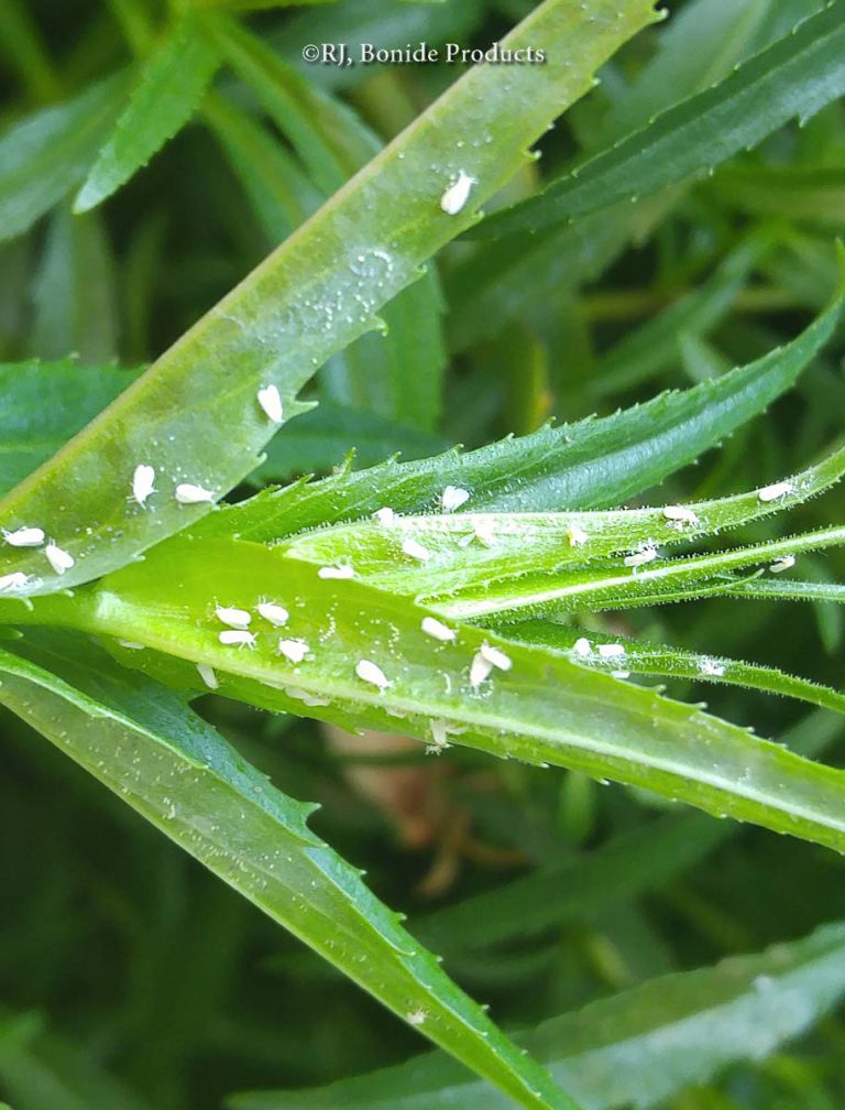 Whiteflies