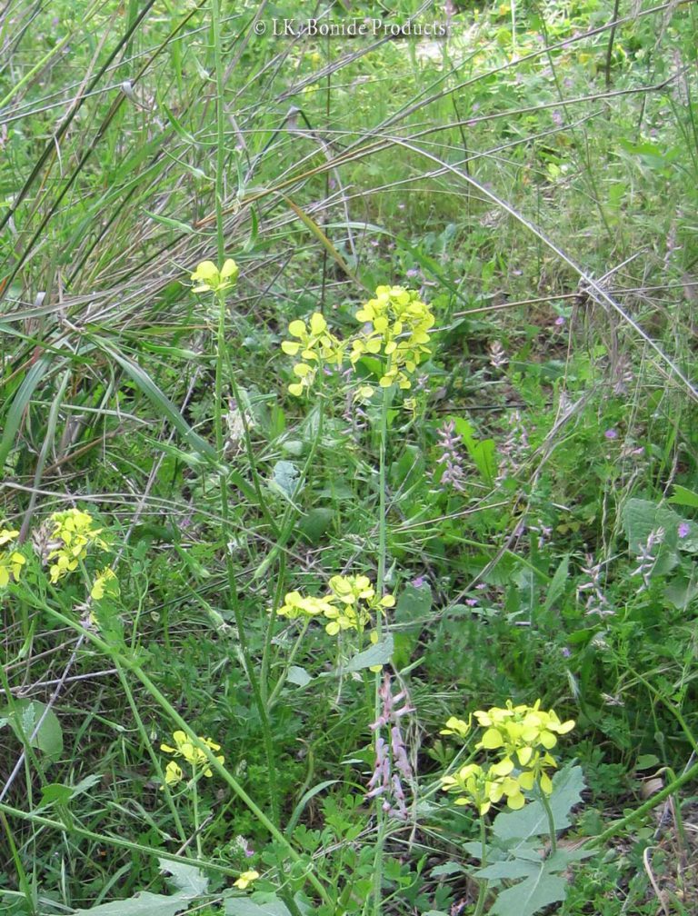 Mustard, White
