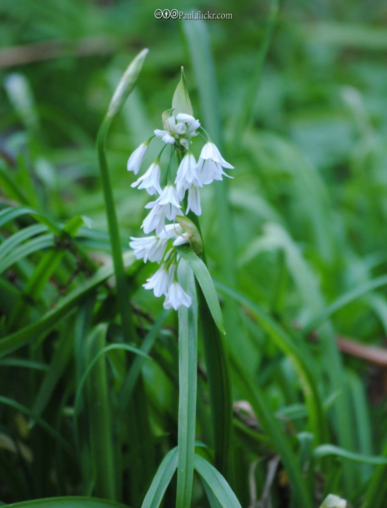 Garlic, Wild