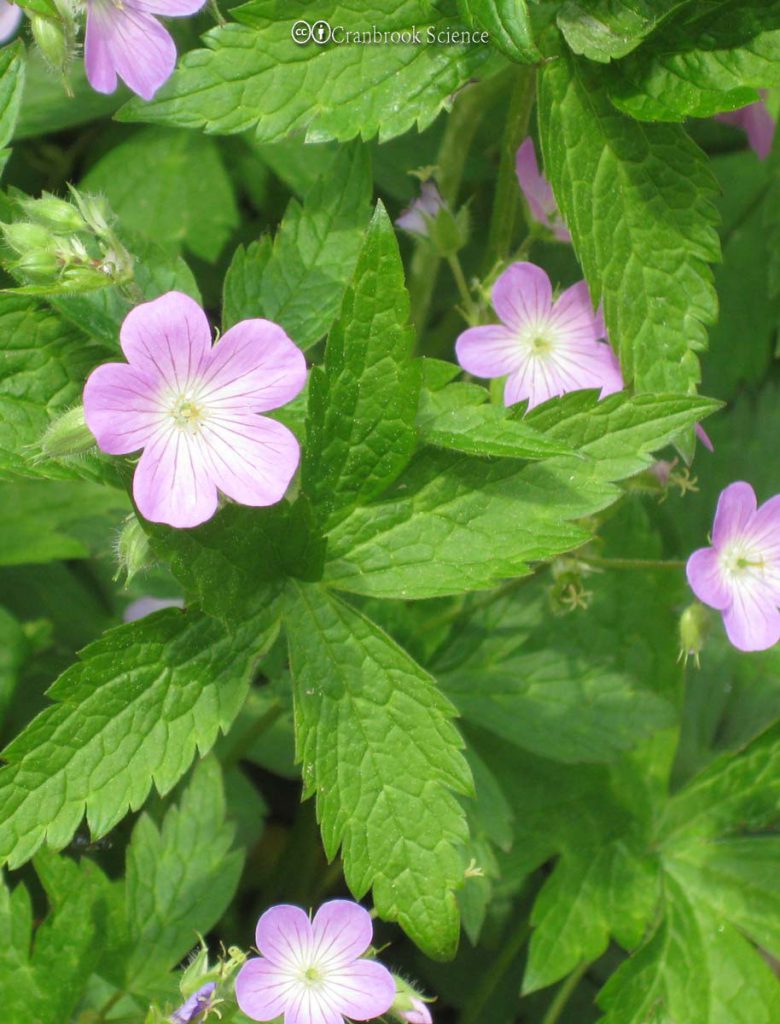 Geranium