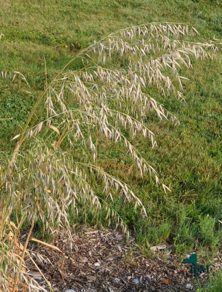 Oats