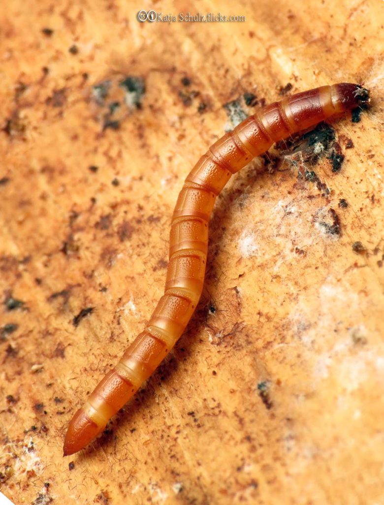 Wireworms