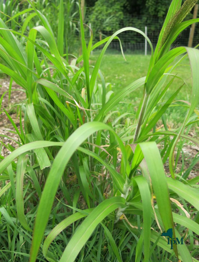 Witchgrass