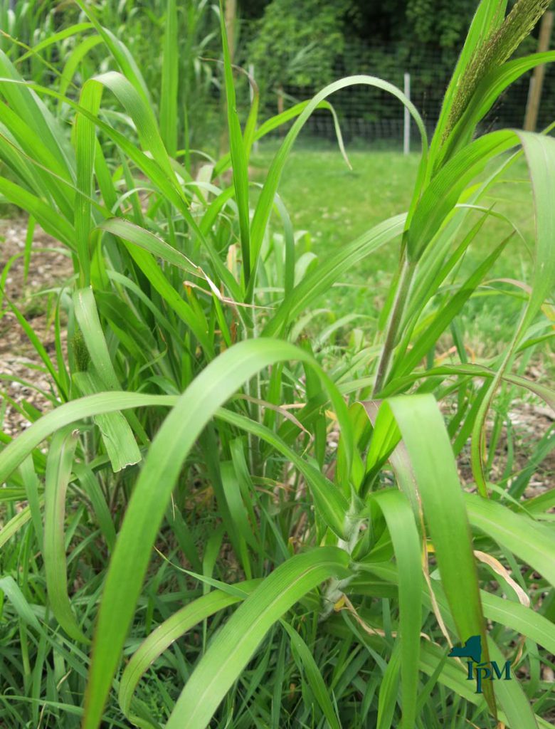 Witchgrass