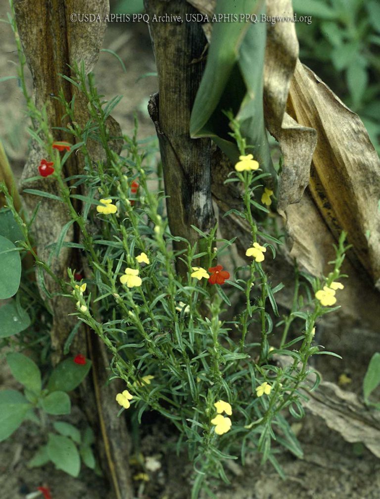 Witchweed