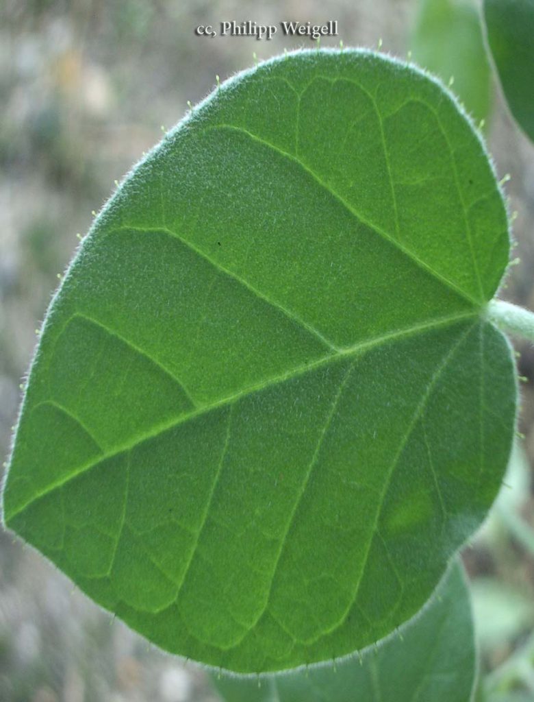 Croton, Wooly
