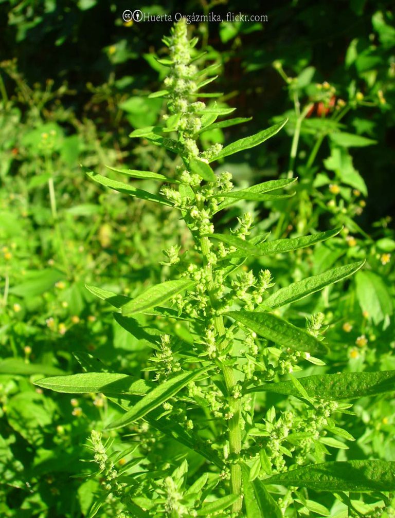 Wormseed