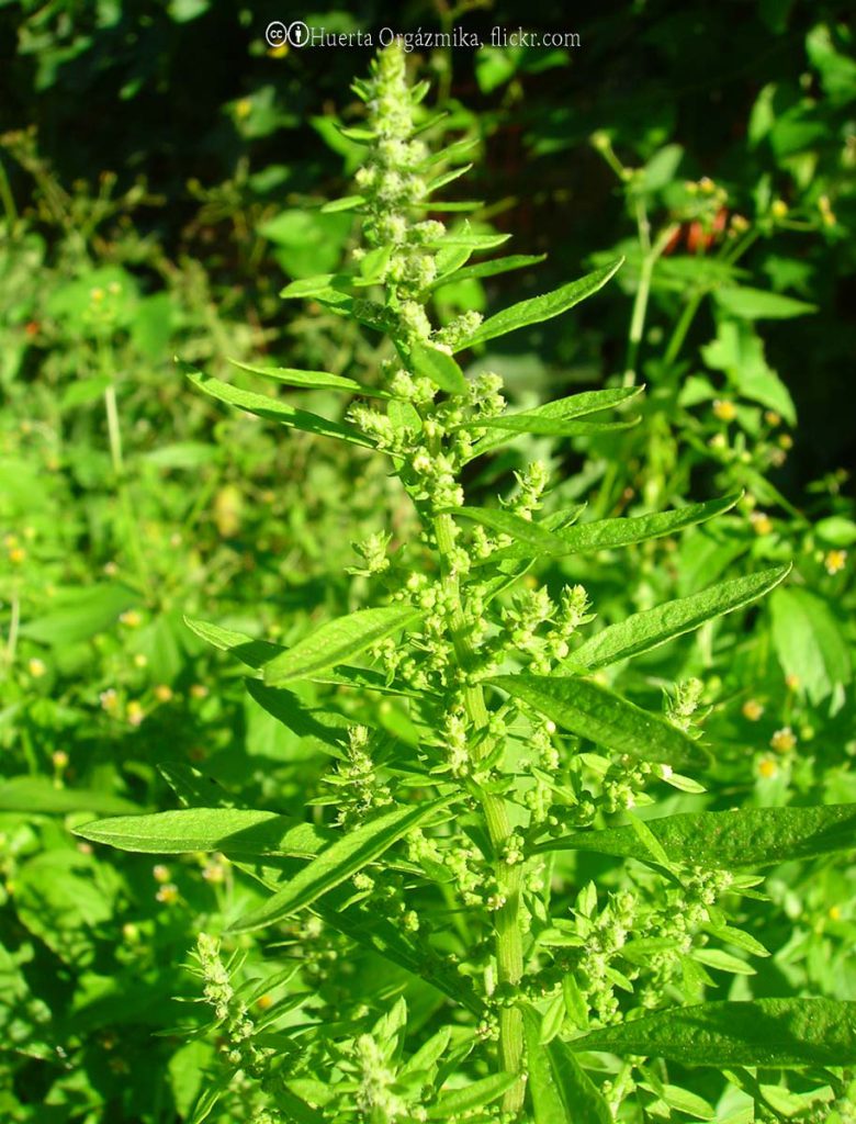 Wormseed