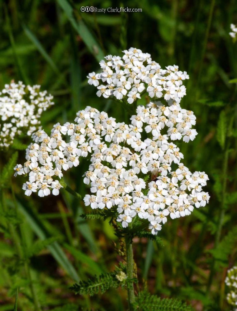 Yarrow