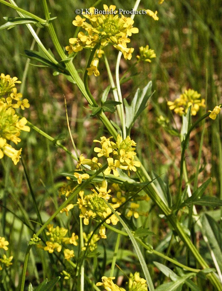 Yellow Rocket Bonide