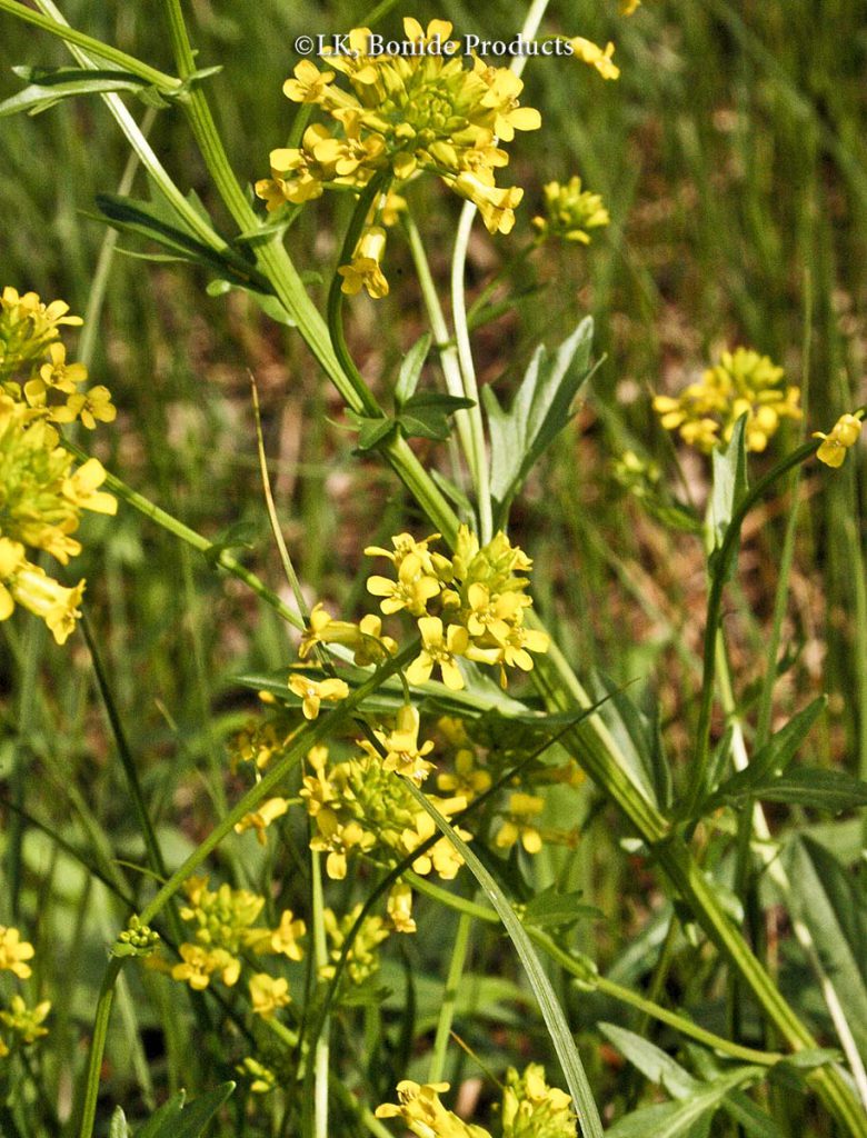 Yellow Rocket