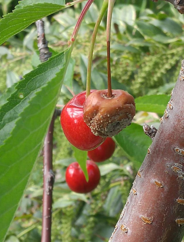 Brown Rot of Stone Fruit