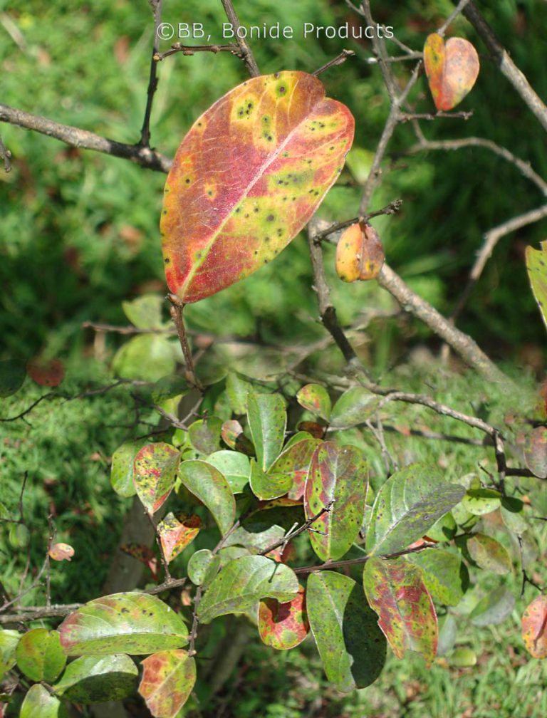 Cercospora, Leaf Spot
