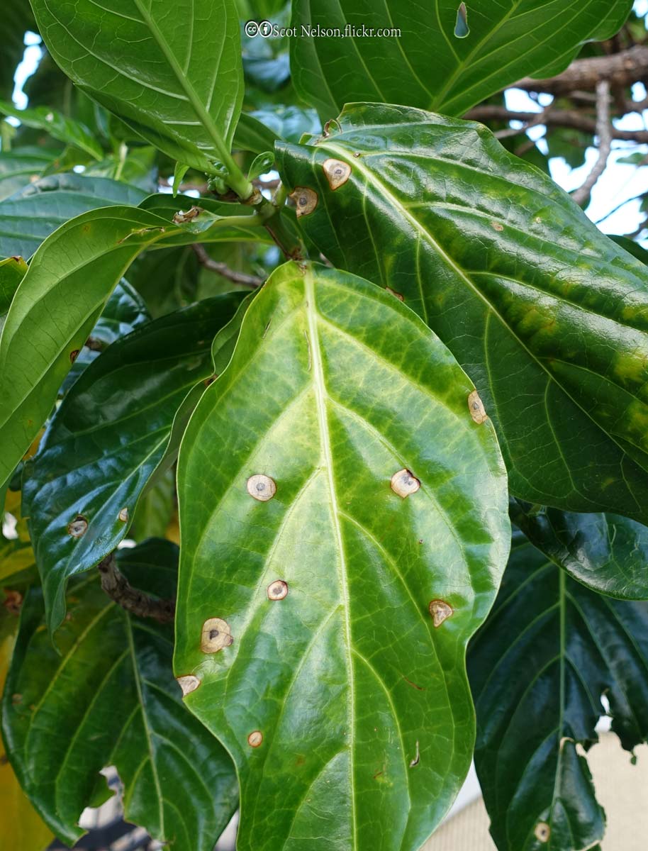Frog eye Leaf Spot