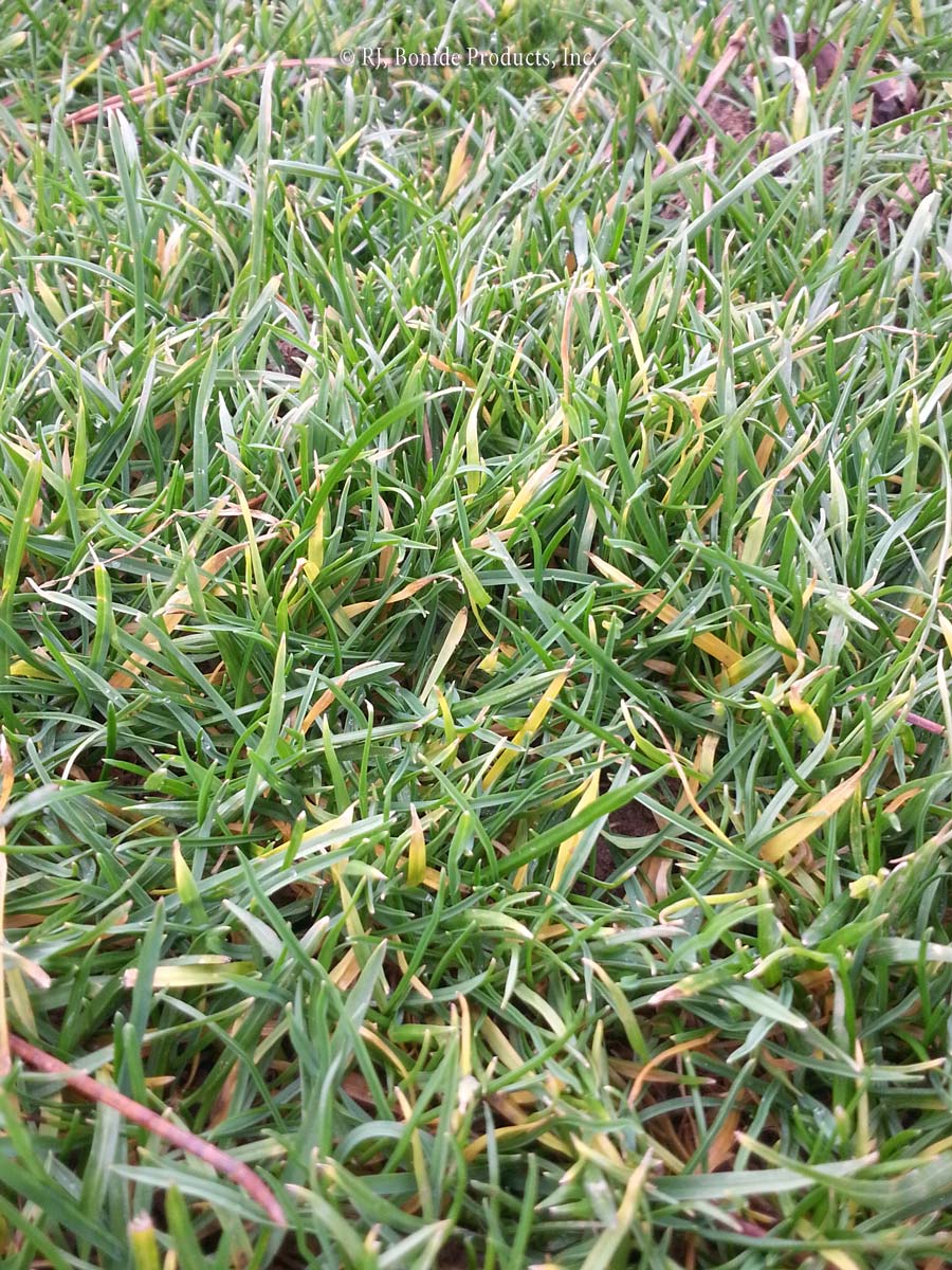 Anthracnose (on Lawns)