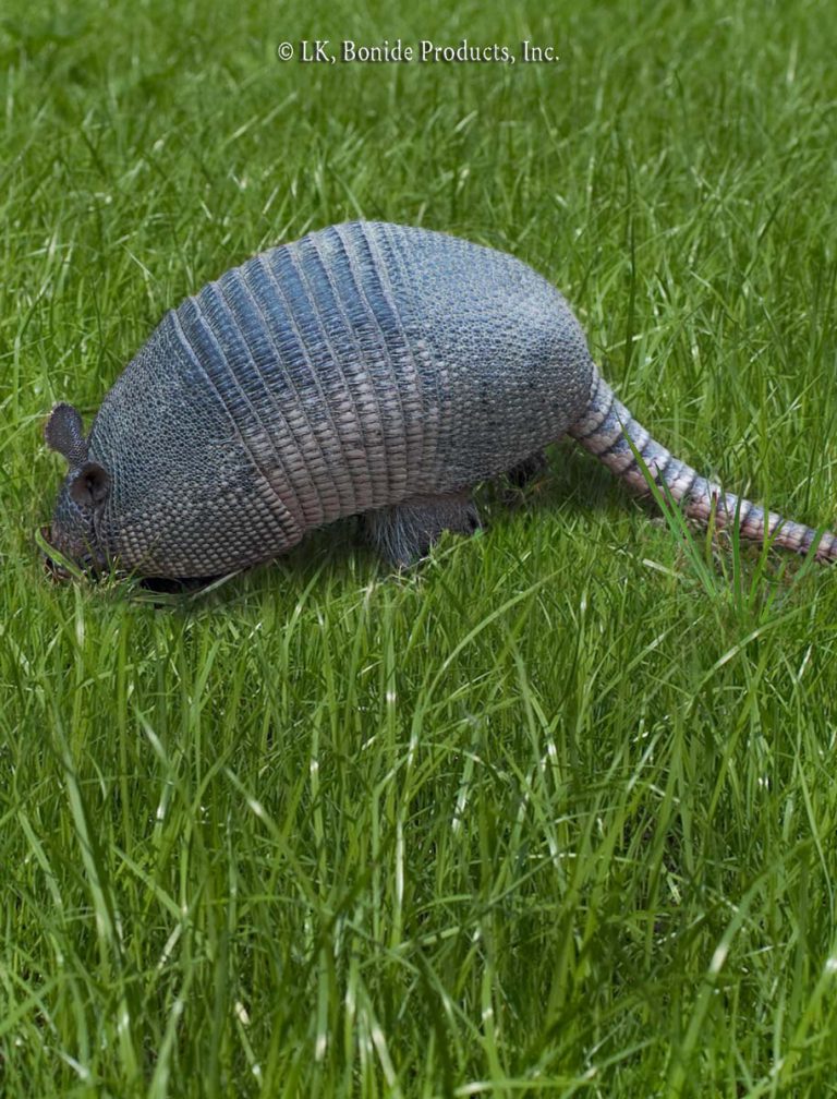 Armadillo