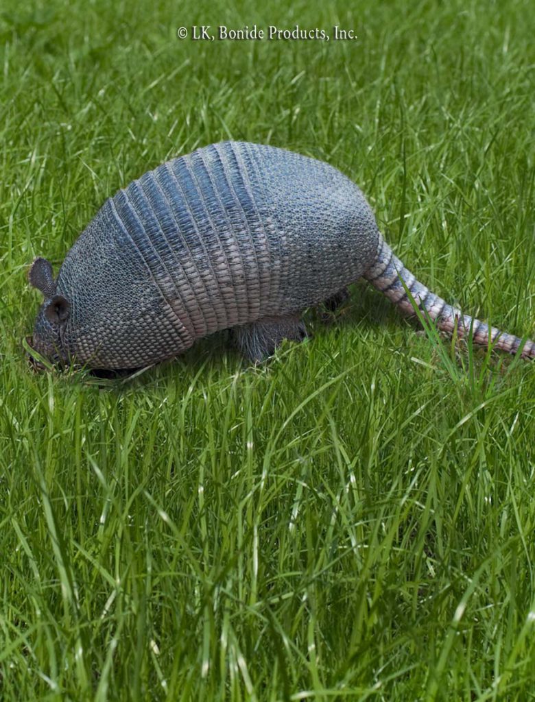 Armadillo