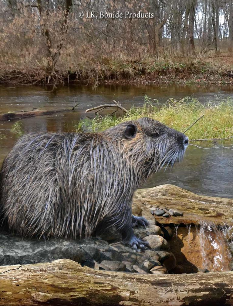 Beaver