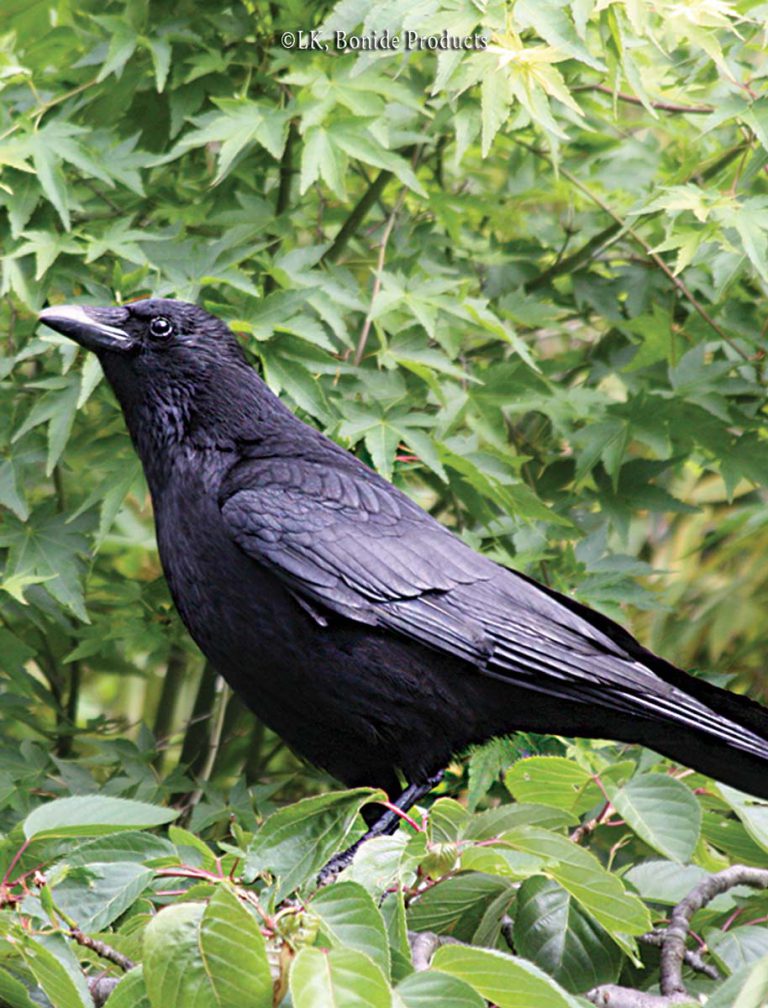 Birds