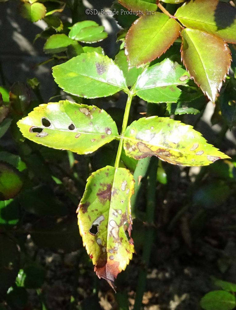 Black Spot