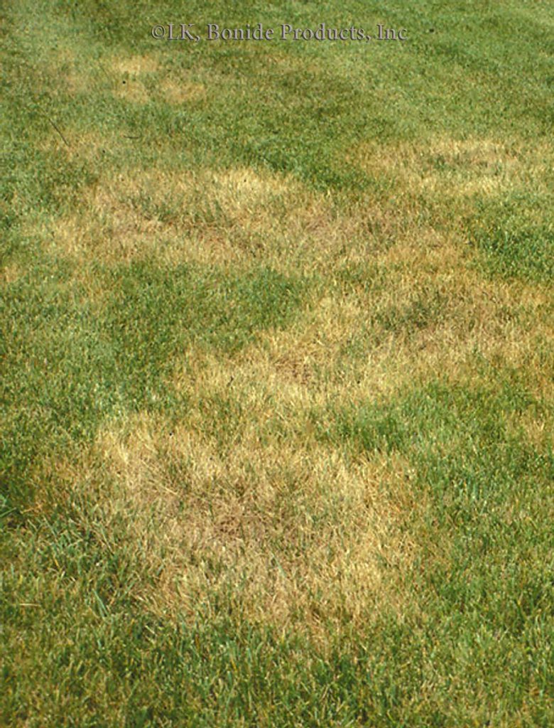 Brown Patch