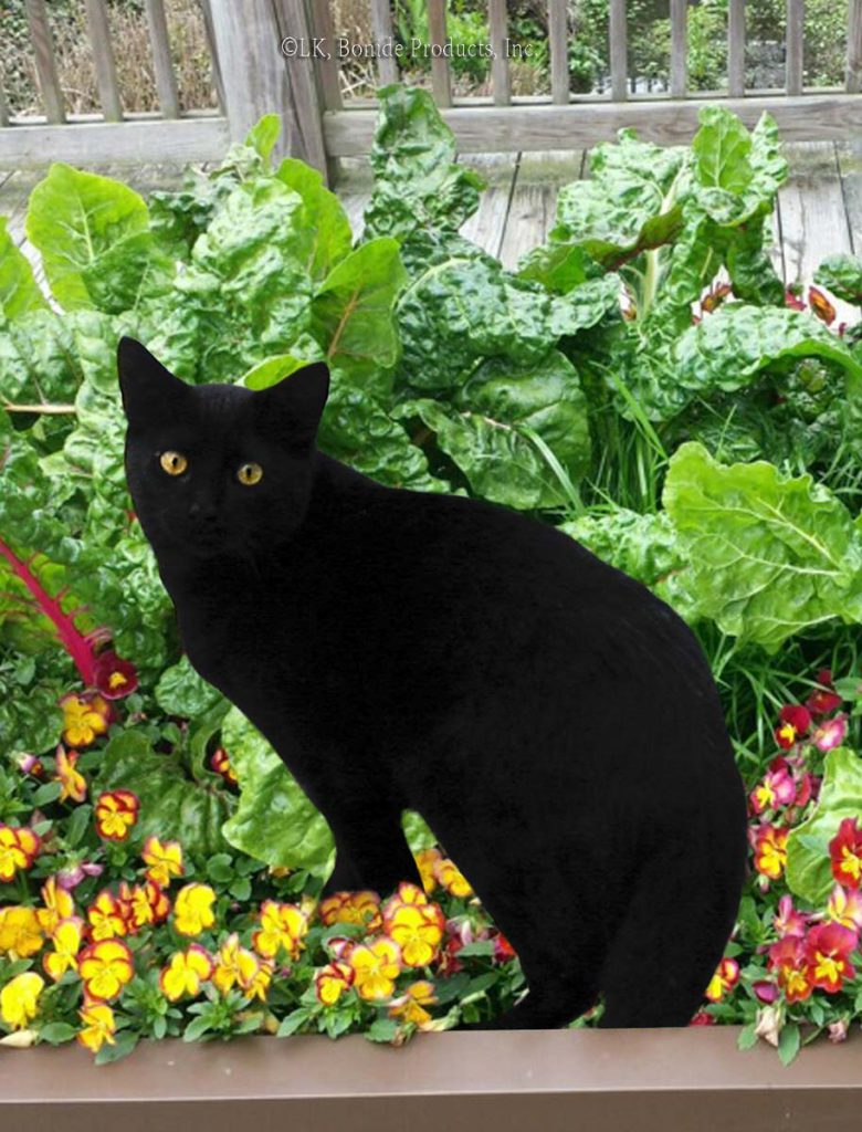 Cats