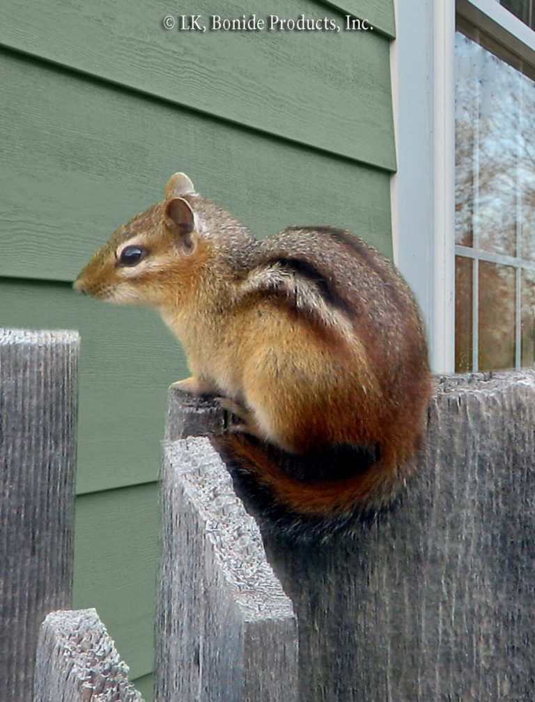 Chipmunks