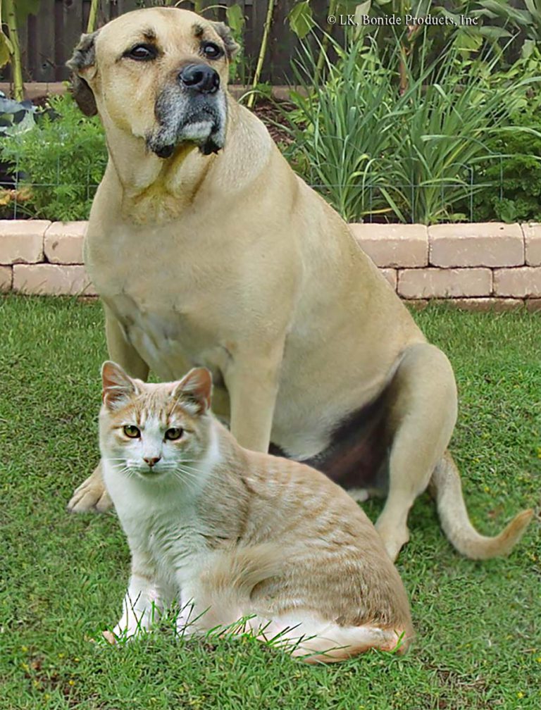 Dogs and Cats