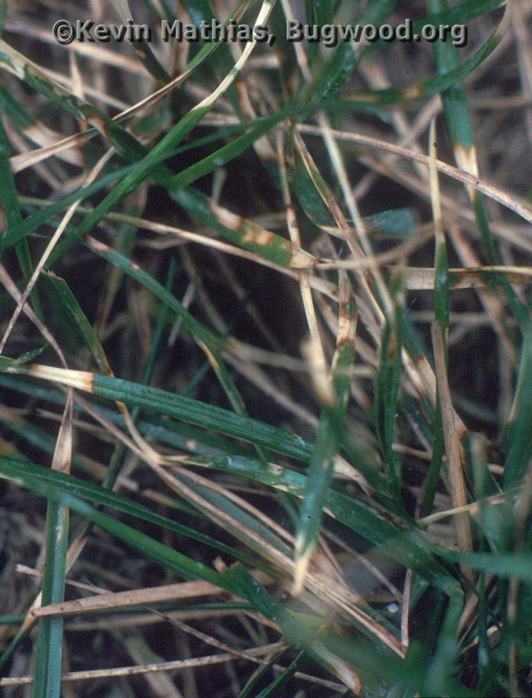 Dollar Spot (on Lawns)