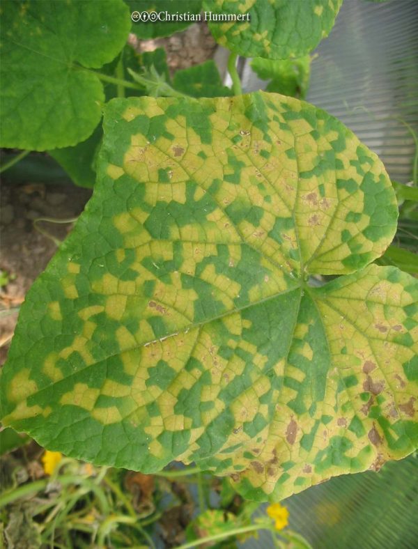 Downy Mildew - Bonide