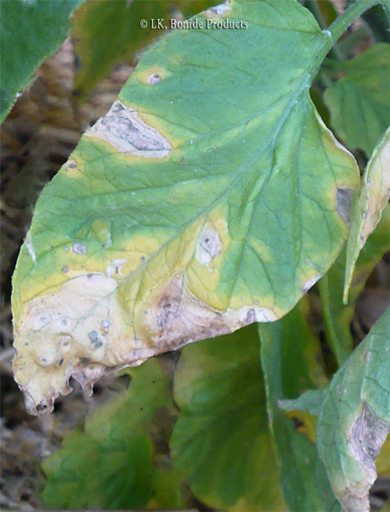 Blight, Early