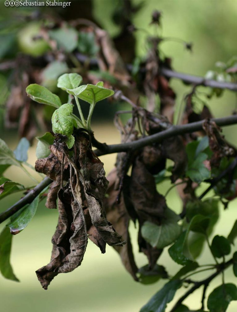 Fireblight