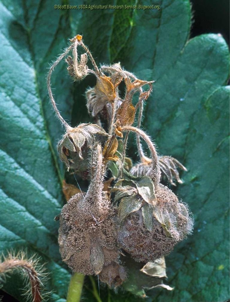 Gray Mold (Botrytis Blight)