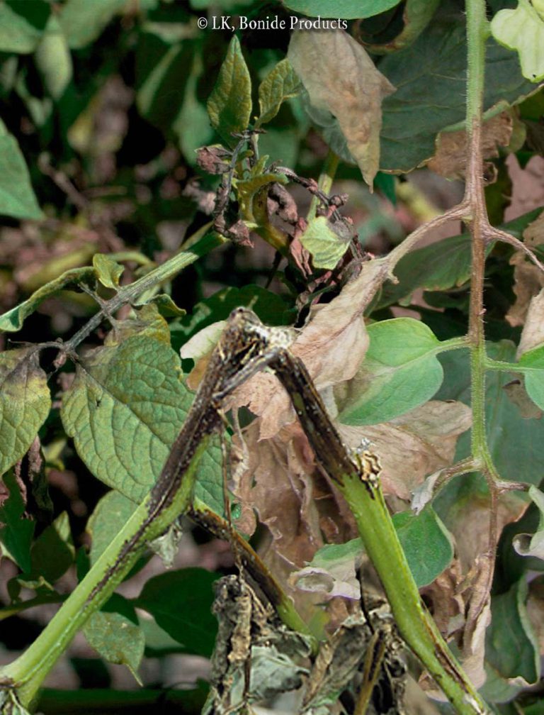 Blight, Late
